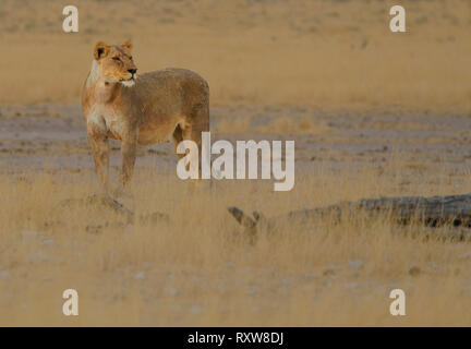 Lioness (Panthera Leo) is the top predator from the family of Felidae. Etosha National Park,Namibia,Africa. Stock Photo