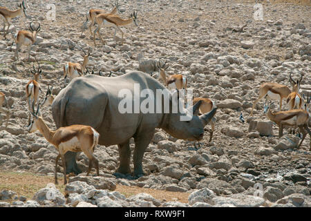 Black Rhinoceros (Diceros Bicornis) surrounded by springbok (Antidorcas) at an Etosha National Park waterhole. Namibia,Africa Stock Photo