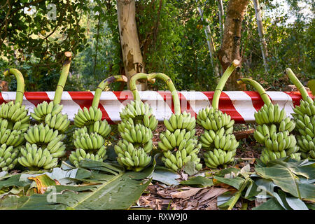 Many felled branches with green banana bunches lying on the leaves on the ground near red-white road fencing on the sunny nature background outdoors.  Stock Photo