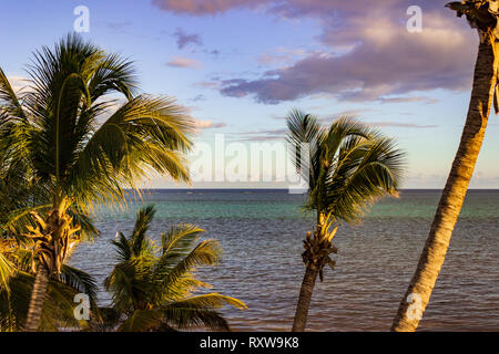 Windswept palms line the shore of San Pedro,Ambergris Caye, Belize.
