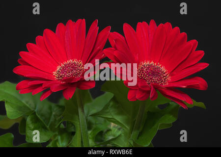 Close-up image of red Gerbera flowers. Stock Photo