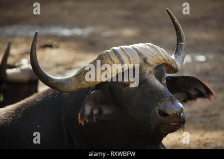Cape buffalo (Syncerus caffer caffer), commonly known as the African buffalo. Stock Photo