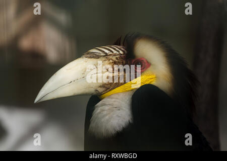 Wreathed hornbill (Rhyticeros undulatus), also known as the bar-pouched wreathed hornbill. Stock Photo