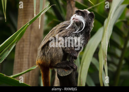 Bearded emperor tamarin (Saguinus imperator subgrisescens Stock Photo ...