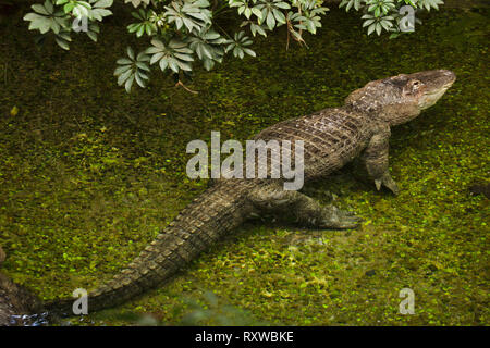 American alligator (Alligator mississippiensis). Wild life animal. Stock Photo