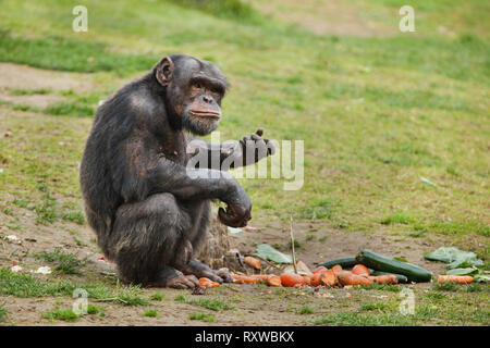 Common chimpanzee (Pan troglodytes), also known as the robust chimpanzee. Stock Photo