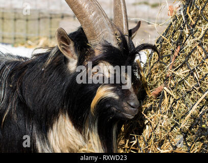 Billy goat with long horns chewing on hay close up. Adorable and furry goat eating food close up on a farm in the winter time. Stock Photo