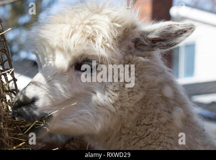 Llama eating and chewing hay close up. White Llama with blue eyes. Pack animal on a free range farm. Stock Photo