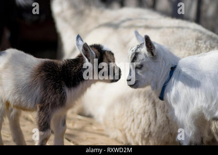 Two small African pygmy goats looking at each other. Adorable baby goats on a farm. Animal rescue and petting zoo. Stock Photo