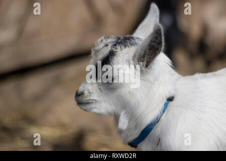 Small Pygmy goat close up. Petting zoo sanctuary with rescue animals. Cute animals close up. White and black goat. Stock Photo