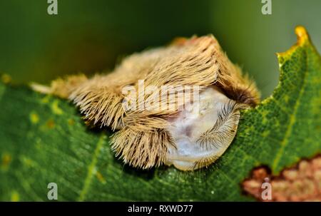 Flannel moth caterpillar hi res stock photography and images Alamy