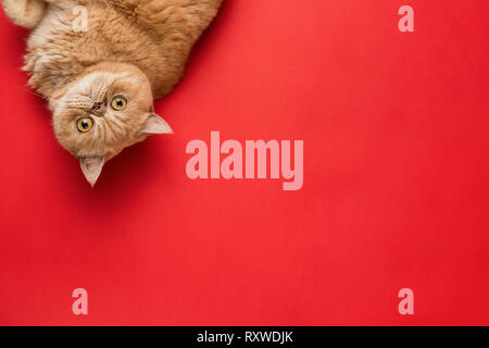 Ginger Exotic Shorthair Cat Isolated On Coral Background. Top View With Copy Space For Text Stock Photo