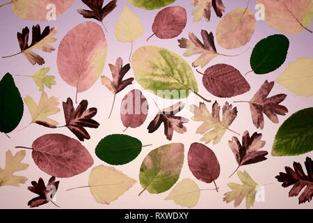 Autumn leaves from various trees on a light background. Stock Photo