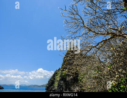 Plumeria trees and flowers at summer day on Coron Island, Philippines. Stock Photo