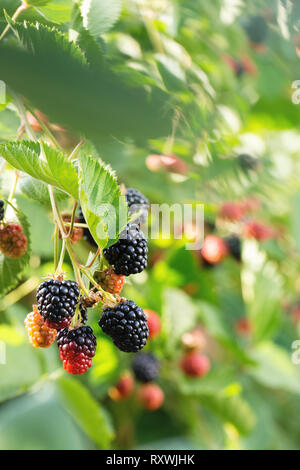 Big blackberries on the bush Stock Photo