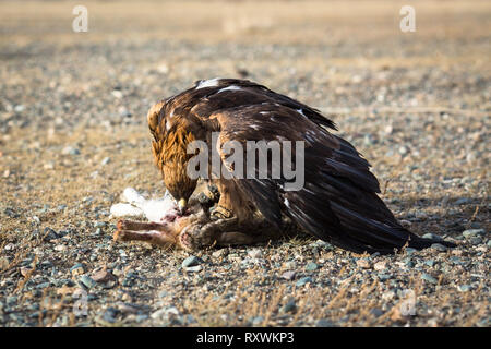 Golden Eagle (Berkut) while hunting to the hare in desert mountain of Western Mongolia. Stock Photo