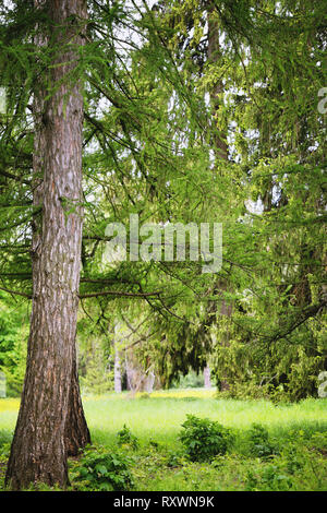 Old larch with juicy spring needles Stock Photo