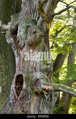 Tree faces, looks like elephants, Primeval forest Urwald Sababurg, Hofgeismar, Weser Uplands, Weserbergland, Hesse, Germany Stock Photo