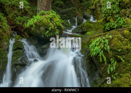 Falls, Cataract Canyon, Mount Tamalpais, Marin County, California Stock Photo
