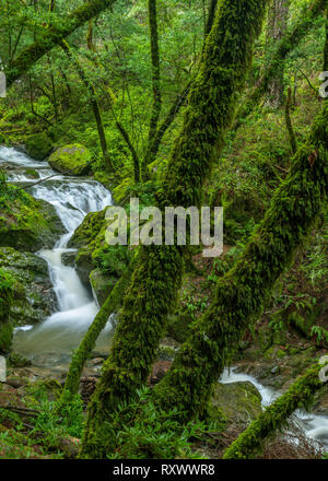 Upper Falls, Cataract Canyon, Mount Tamalpais, Marin County, California Stock Photo