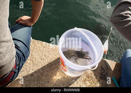 A shot of crabbing in Salcombe estuary during the summer. Stock Photo