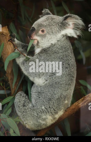 Queensland koala (Phascolarctos cinereus adustus) at Lisbon Zoo (Jardim Zoológico de Lisboa) in Lisbon, Portugal. Stock Photo