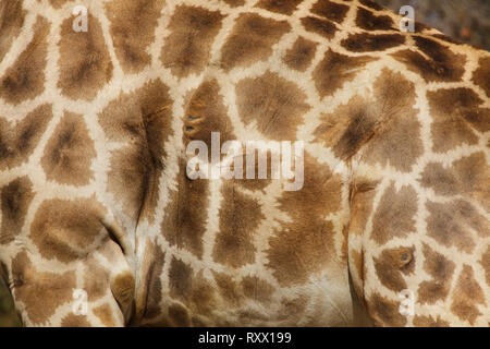Angolan giraffe (Giraffa camelopardalis angolensis), also known as Namibian giraffe. Skin texture. Stock Photo