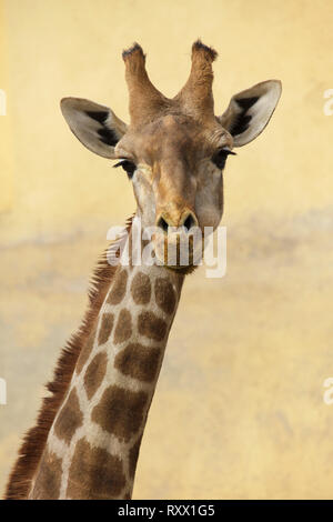 Angolan giraffe (Giraffa camelopardalis angolensis), also known as Namibian giraffe. Stock Photo