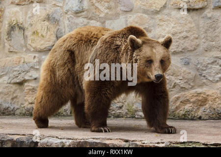 Brown bear (Ursus arctos) at Lisbon Zoo (Jardim Zoológico de Lisboa) in Lisbon, Portugal. Stock Photo