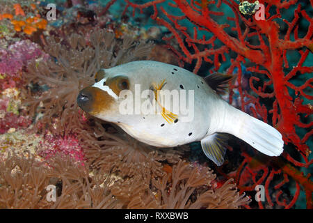Blackspotted Puffer, also known as the Dog-faced Puffer, Arothron nigropunctatus, swimming with soft corals and red sea fans. Uepi, Solomon Islands Stock Photo