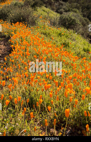 After months of heavy rain Poppies and wildflowers are blooming on the mountains and hillsides of the Santa Ana mountains Orange County California USA Stock Photo