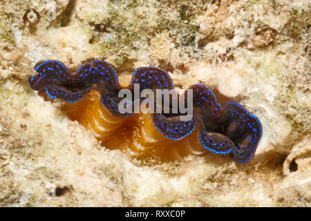 Juvenile Fluted Giant Clam, also known as Scaly clam, Tridacna squamosa. Stock Photo