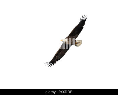 Flying bald eagle isolated on white background Stock Photo
