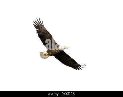 Flying bald eagle isolated on white background Stock Photo