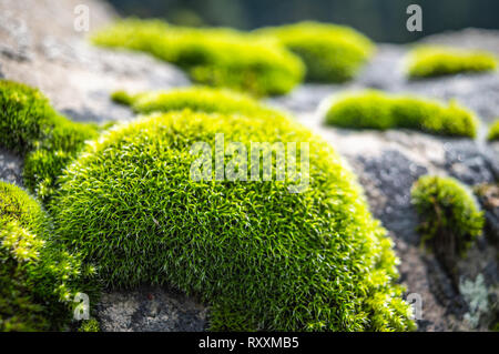 First rays of sun falling on patches of moss on a rock. Green moss backlit by Sun in the morning. Close up macro photo of moss Stock Photo