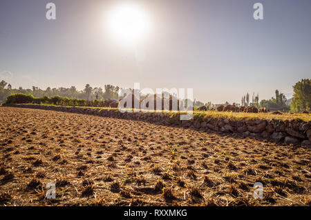 Textured paddy field rice field after the harvesting of rice crop at the time of sunset Stock Photo