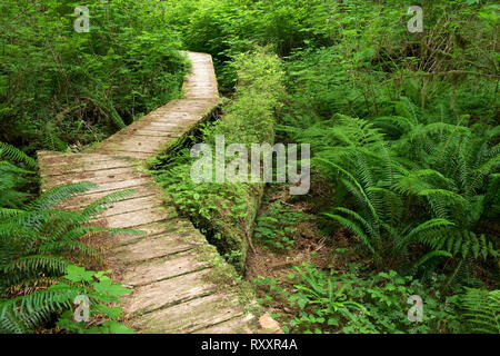 Carmanah Walbran Provincial Park, Vancouver Island, BC, Canada Stock Photo