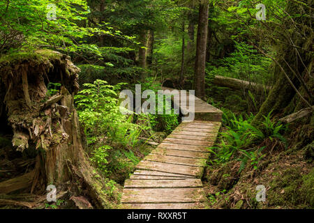 Carmanah Walbran Provincial Park, Vancouver Island, BC, Canada Stock Photo