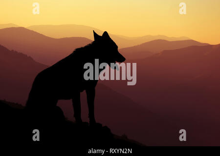 Wilderness landscape with wolf silhouette on mountains background Stock Photo