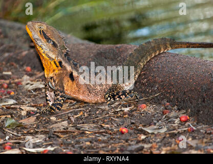 Australian eastern water dragon, Intellagama lesueurii in breeding colours with vivid orange throat, in the wild Stock Photo