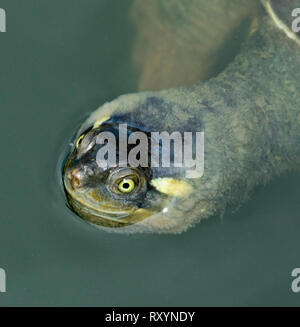 Close up of face of Krefft's river turtle, Emydura krefftii, with algae on head and yellow eyes peering from water of lake Stock Photo