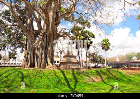 Giant tree and ancient stone stupa in park near to Chedi stupa (Mahatupa, Big white stupa) in Anuradhapura, Sri Lanka Stock Photo