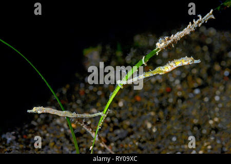 Shortpouch Pygmy Pipehorse (Acentronura tentaculata), clinging, Walindi, Papua New Guinea Stock Photo