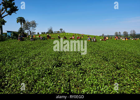 Kenya, Kericho county, Kericho, tea picker picking tea leaves Stock Photo