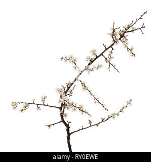 Prunus spinosa, blackthorn aka sloe blossom in springtime, isolated on white background. Delicate white flowers, studio shot. Stock Photo