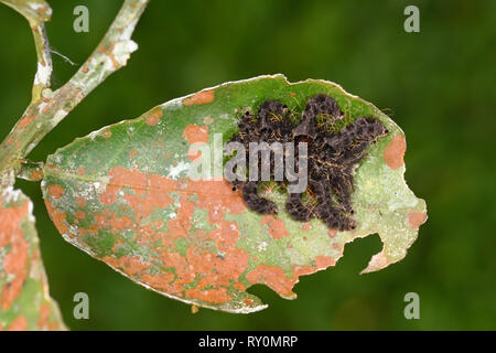 Hag Moth (Phobetron pithecium) caterpillar, known as the Monkey Slug caterpillar, resting on leaf, Manu National Park, Peru, November