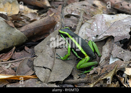 Pale-striped Poison Frog (Ameerega hahneli) resting in forest floor leaf litter, Manu National Park, Peru, November Stock Photo
