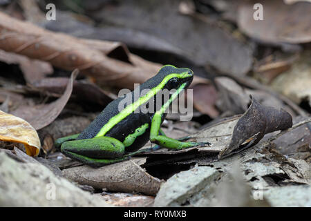Pale-striped Poison Frog (Ameerega hahneli) resting in forest floor leaf litter, Manu National Park, Peru, November Stock Photo