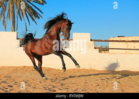 Berberpferd, Haschgalull, Djerba, Tunesien, Afrika Stock Photo
