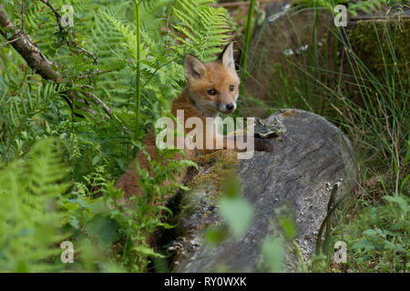 Rotfuchs, (Vulpes vulpes), Deutschland Stock Photo